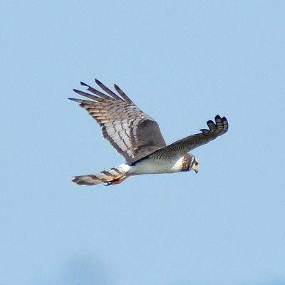 Collard Forest Falcon